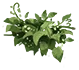dsp.term.plant_fuel