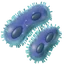 fct.term.item_iron_bacteria