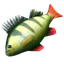 fct.term.item_raw_fish