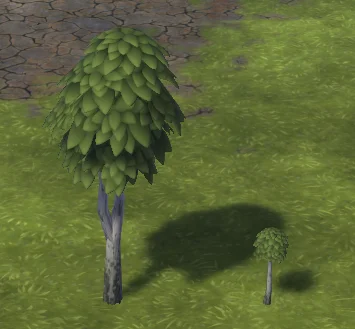 birch
