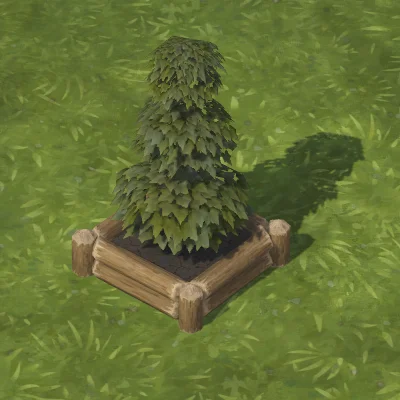 shrub